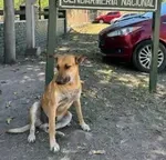 Maltrato animal: condena para dos hombres por torturar y matar a “Gringo” en La Mendieta