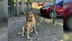 Maltrato animal: condena para dos hombres por torturar y matar a “Gringo” en La Mendieta