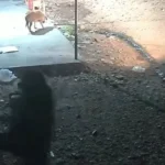 Capturan en video a malhechor que irrumpió violentamente en domicilio de La Ovejería