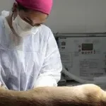 Jujuy intensifica operativos de esterilización en barrios durante esta semana