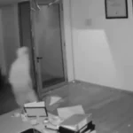 Asalto a mano armada en Palma Sola: delincuente exigía dinero a punta de pistola