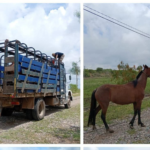 Operativo policial en Alto Comedero: capturaron equinos que deambulaban sin control