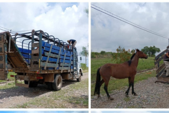 Operativo policial en Alto Comedero: capturaron equinos que deambulaban sin control