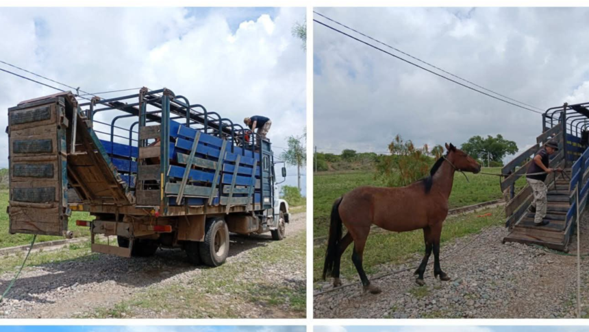 Operativo policial en Alto Comedero: capturaron equinos que deambulaban sin control