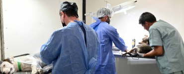 San Salvador: cronograma de castraciones y vacunas en barrios