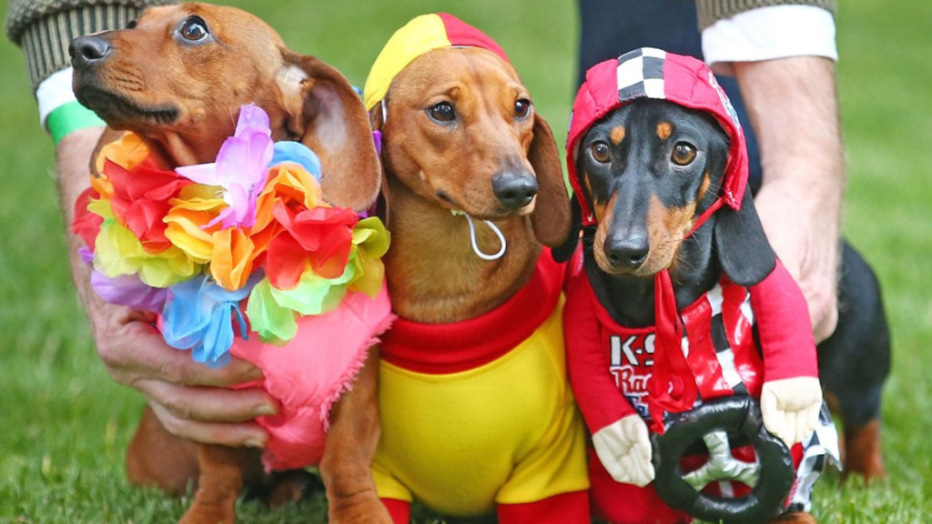 Dachshund: La cuarta edición del festival canino llega