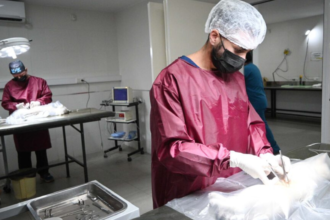 Servicios veterinarios gratuitos en barrios jujeños