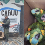 Decomisos de fauna: CAFAJu rescata aves en peligro