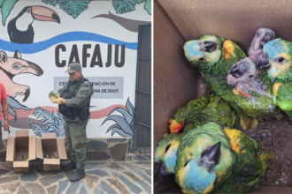 Decomisos de fauna: CAFAJu rescata aves en peligro