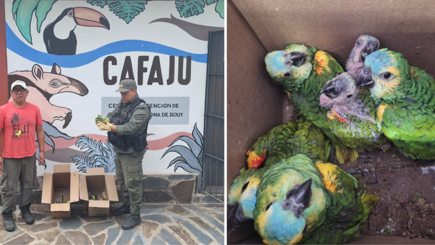 Decomisos de fauna: CAFAJu rescata aves en peligro
