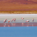 Festival Pozuelos: XV edición este miércoles con agenda completa