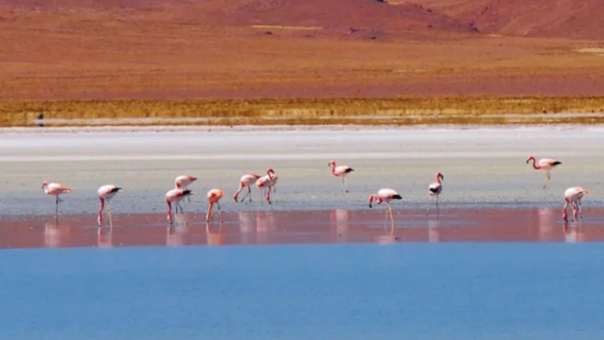 Festival Pozuelos: XV edición este miércoles con agenda completa