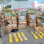 Camionero prófugo: buscan a jujeño por 64 kg cocaína