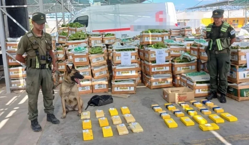 Camionero prófugo: buscan a jujeño por 64 kg cocaína