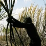 Productor absuelto por explotación: tribunal falla a su favor