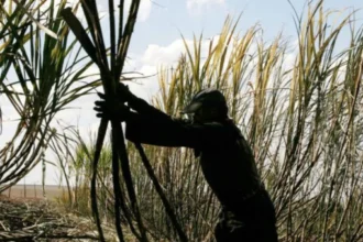 Productor absuelto por explotación: tribunal falla a su favor