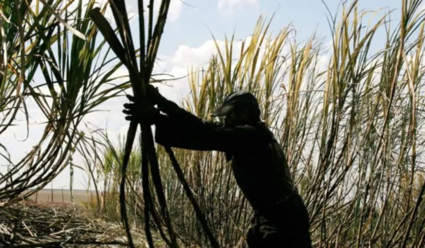 Productor absuelto por explotación: tribunal falla a su favor