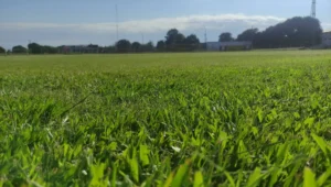 San Pedro ultima detalles: el Fortín listo para la temporada 2026