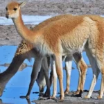Capturan a dos hombres por caza furtiva vicuñas en la Puna