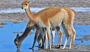 Capturan a dos hombres por caza furtiva vicuñas en la Puna