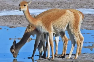 Capturan a dos hombres por caza furtiva vicuñas en la Puna