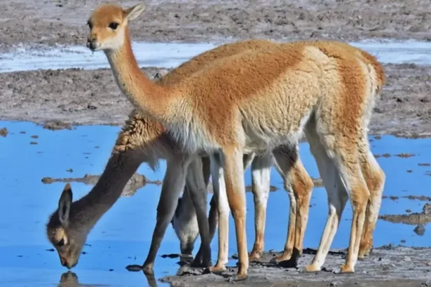 Capturan a dos hombres por caza furtiva vicuñas en la Puna