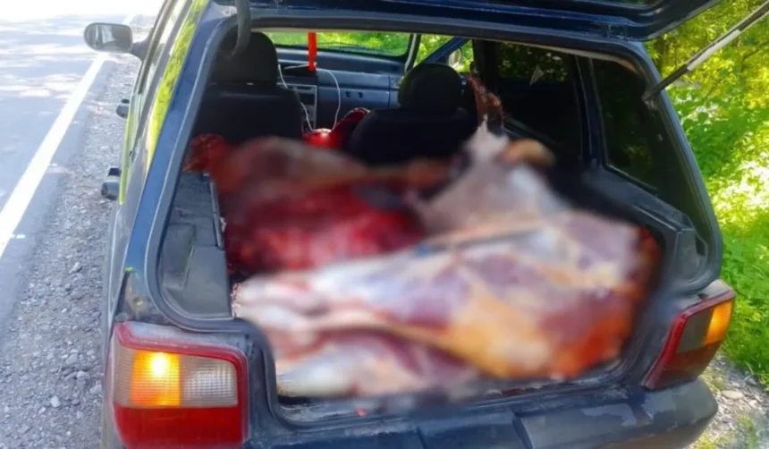 Detienen a conductor por trasladar carne sin habilitación en Ruta 9