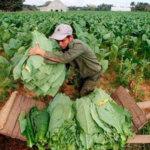 Productores y empresas no llegan a acuerdo en negociación precio tabaco