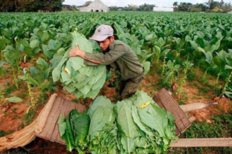 Productores y empresas no llegan a acuerdo en negociación precio tabaco