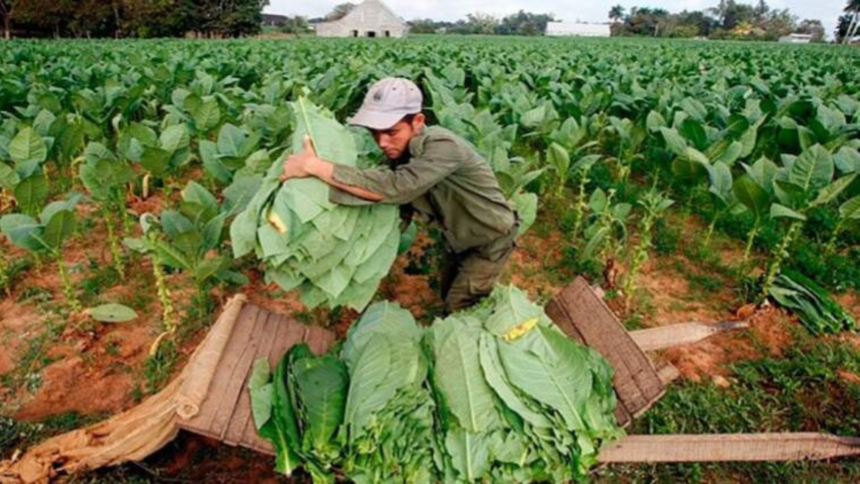 Productores y empresas no llegan a acuerdo en negociación precio tabaco