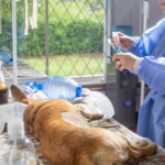 San Salvador de Jujuy anuncia plan de castración y vacunas para mascotas