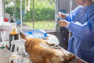 San Salvador de Jujuy anuncia plan de castración y vacunas para mascotas