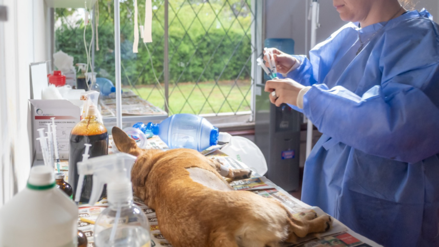 San Salvador de Jujuy anuncia plan de castración y vacunas para mascotas