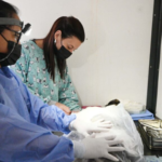 Jujuy: Jornadas de vacunación castración animales en barrios capitalinos