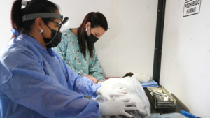 Jujuy: Jornadas de vacunación castración animales en barrios capitalinos