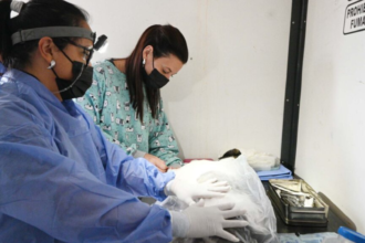 Jujuy: Jornadas de vacunación castración animales en barrios capitalinos