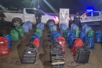 Coca Fraile Pintado: Gendarmería secuestró casi una tonelada