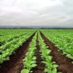 Productores de tabaco logran incremento de 35% en valores para próxima cosecha