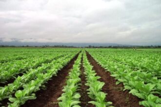 Tabaco precio aumento: productores jujeños logran suba del 35% para próxima cosecha
