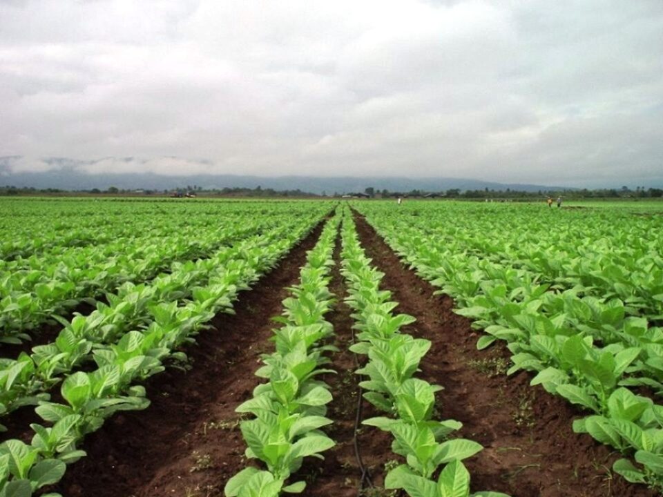 Tabaco precio aumento: productores jujeños logran suba del 35% para próxima cosecha