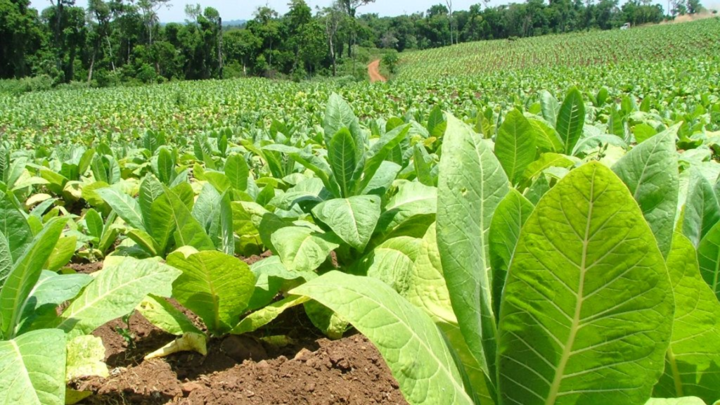 Tabaco 2026: Acordaron suba del 35 % y fijaron nuevo precio por kilo
