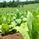 Tabaco 2026: Acordaron suba del 35 % y fijaron nuevo precio por kilo