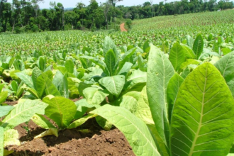 Tabaco 2026: Acordaron suba del 35 % y fijaron nuevo precio por kilo