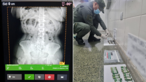 Gendarmería captura a tres mujeres con droga en tráfico cocaína Ruta 9