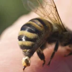 Invasión de abejas en Alto Comedero dejó mascotas muertas