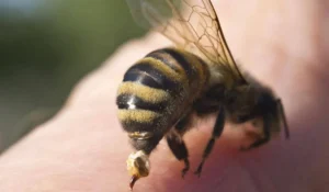Invasión de abejas en Alto Comedero dejó mascotas muertas