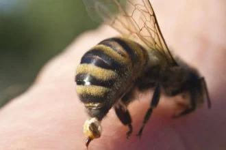 Invasión de abejas en Alto Comedero dejó mascotas muertas