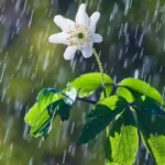Lluvias y tormentas marcan el pronóstico tiempo Jujuy para este fin de semana