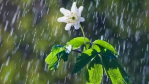Lluvias y tormentas marcan el pronóstico tiempo Jujuy para este fin de semana