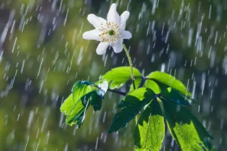 Lluvias y tormentas marcan el pronóstico tiempo Jujuy para este fin de semana